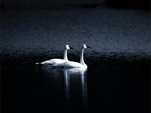 Interoperabilidad de WhatsApp: qué es, qué podrás hacer y cuándo se podrán enviar mensajes de WhatsApp a otras apps